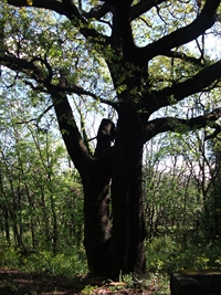 Parco Cosentini